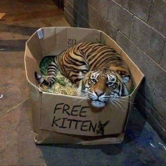 Meet your Posher, Rome - Picture 1 of 1